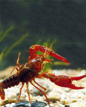 明吉農(nóng)產(chǎn)品配送,重慶農(nóng)產(chǎn)品配送,重慶土雞,重慶土鴨,重慶農(nóng)家樂,蔬菜配送,重慶蔬菜配送,重慶食品配送,食品配送公司,重慶肉禽.重慶配送公司.重慶富民農(nóng)場(chǎng)